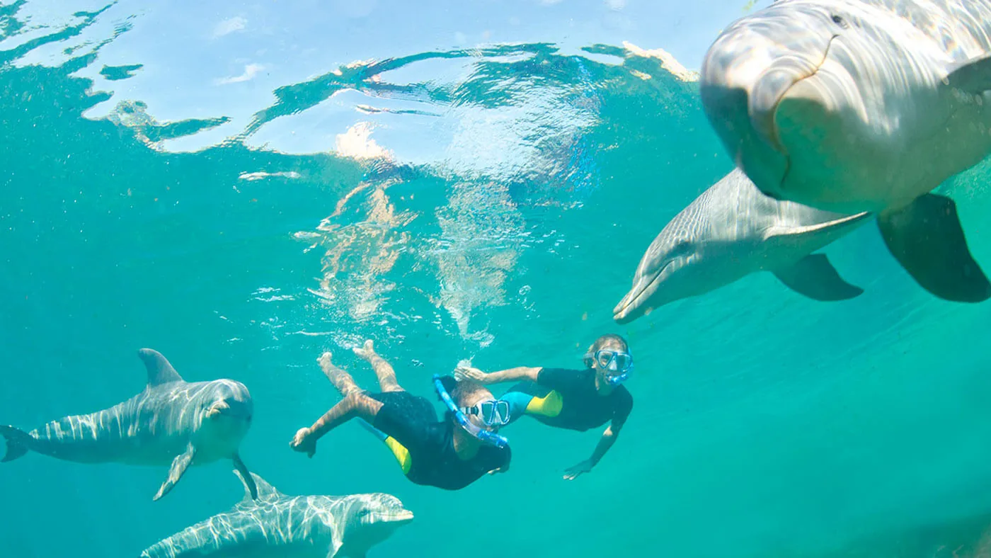 Snorkelers swimming near dolphins underwater