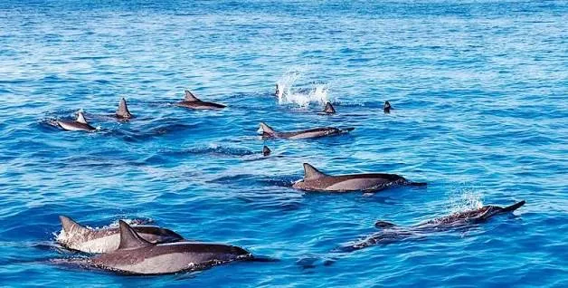 Dolphins swimming together in open water