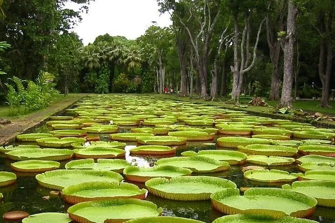 Giant water lilies at a Mauritius botanical garden