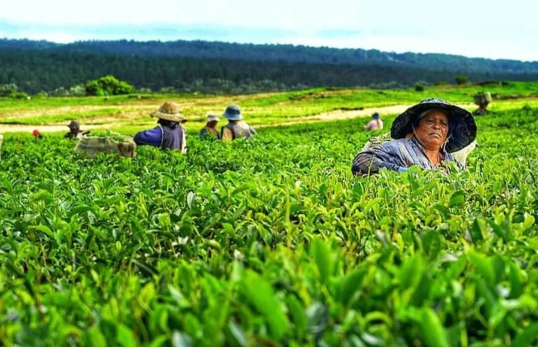 Tea plantation in Mauritius