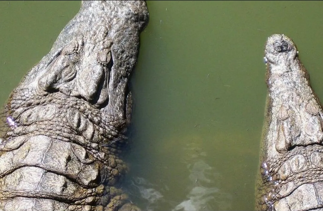 Two giant tortoises near the water